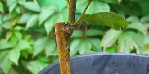 Ljetno kalemljenje stabla jabuke - kako pravilno izvesti oko i bubreg